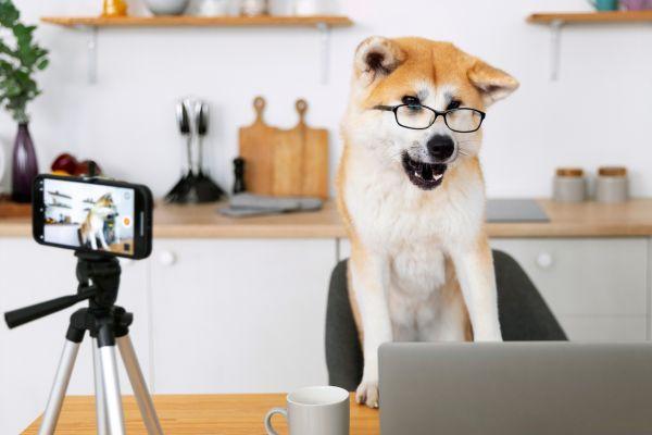Pet Influencers