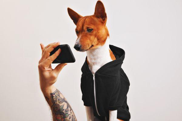 Pet Influencers on instagram