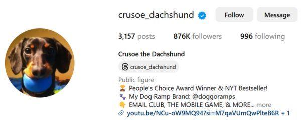 Crusoe the Dachshund