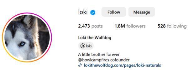 Loki the Wolfdog