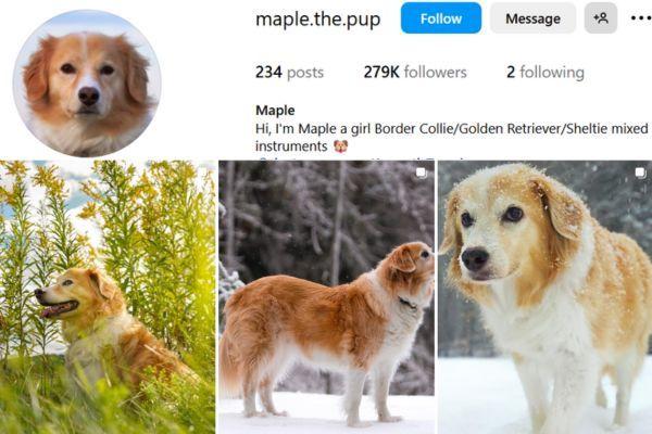 Maple the Pup