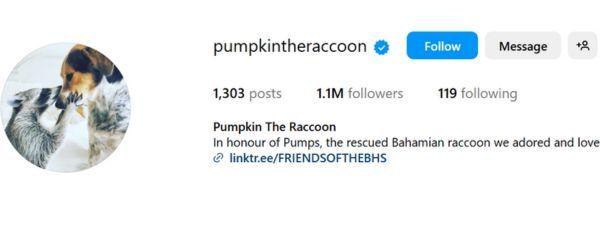  Pumpkin the Raccoon