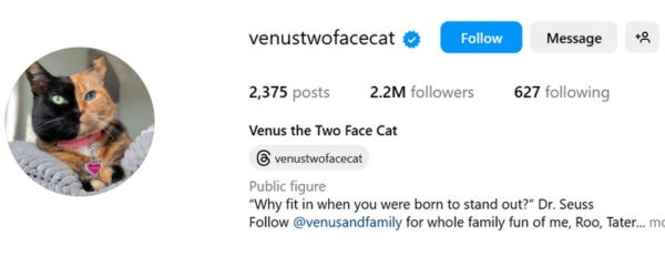 Venus the Two Face Cat