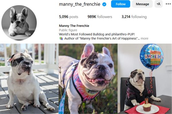 Manny the Frenchie