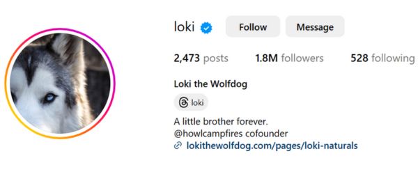 Loki the Wolfdog