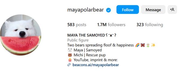 Maya the Samoyed
