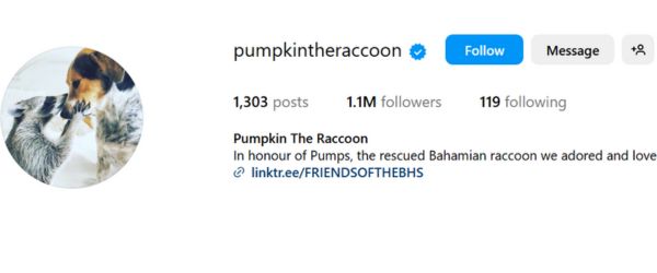 Pumpkin the Raccoon