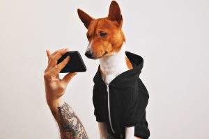 Pet Influencers on instagram
